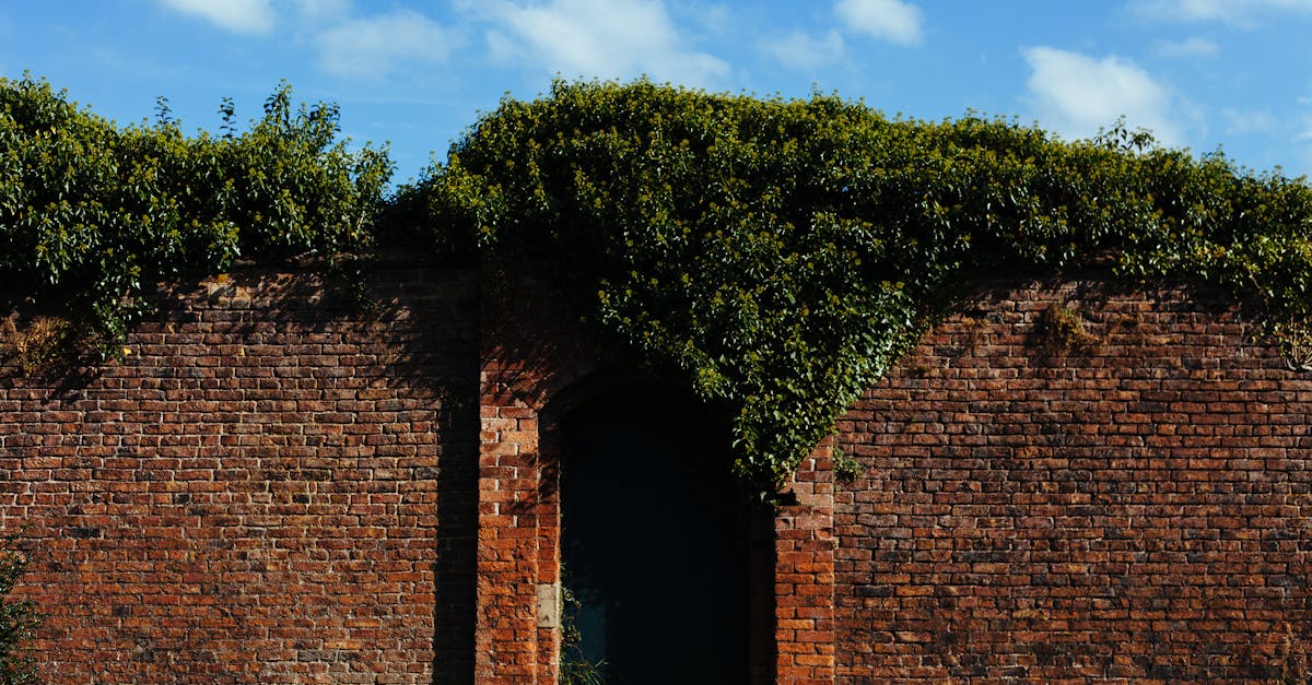 A lush, ivy-covered brick wall with a mysterious hidden doorway in a garden setting.