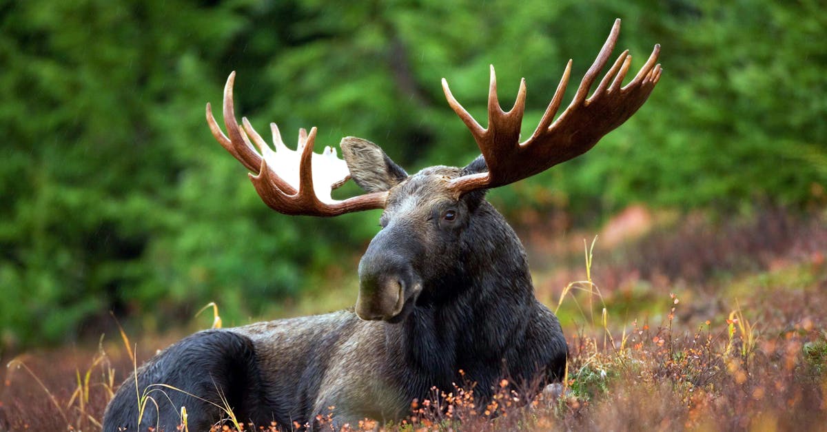 A male moose with large antlers lying in a forest clearing surrounded by lush greenery.