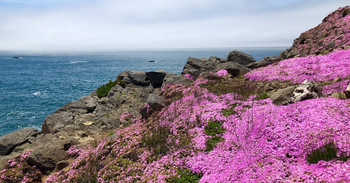 Vibrant pink flowers by rocky coastline in California with ocean view.