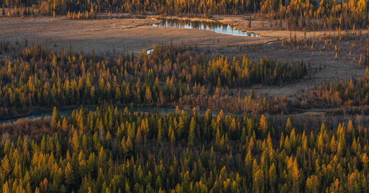 A stunning aerial view of the pine forests and rivers in Altai, Russia during autumn.