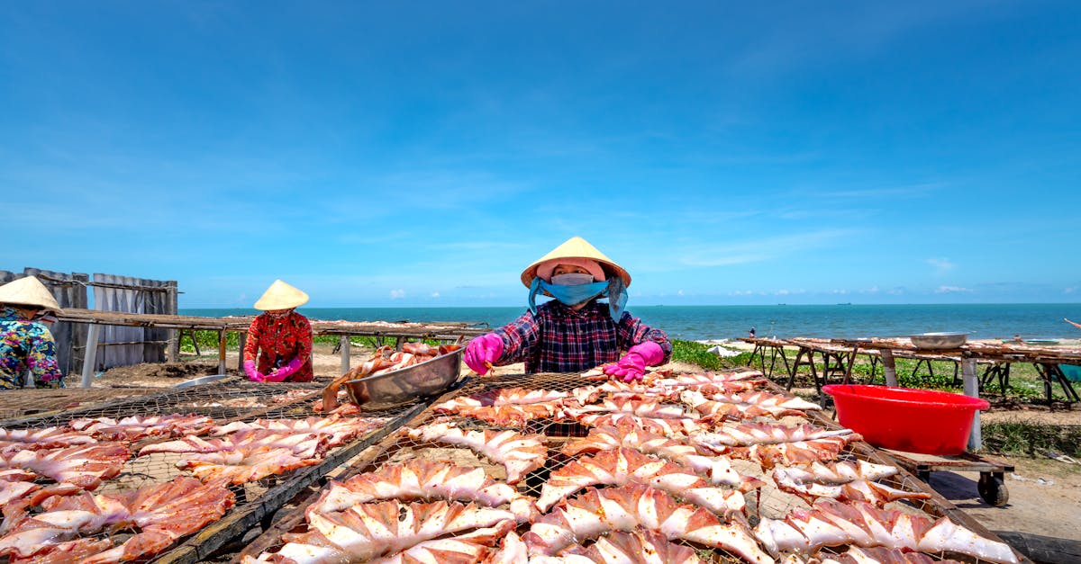 Fishermen drying squid on Vietnamese coast under clear sky.