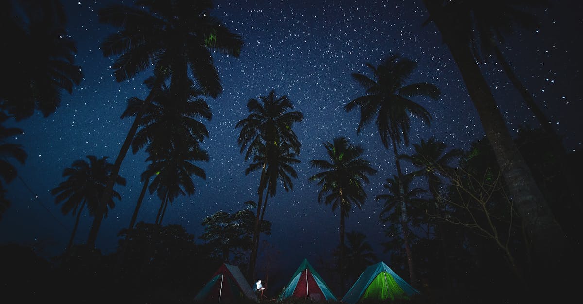 Immersive starry night camping scene with tents under coconut palms.