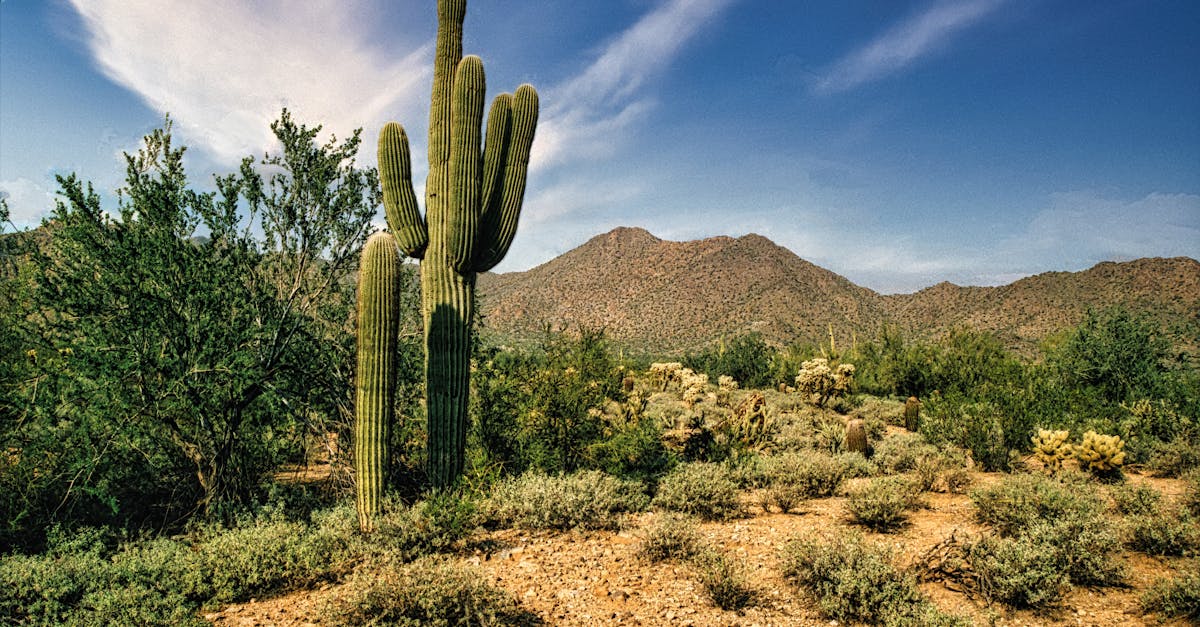 Scenic view of Arizona's desert landscape with cactus and hills under a clear sky.