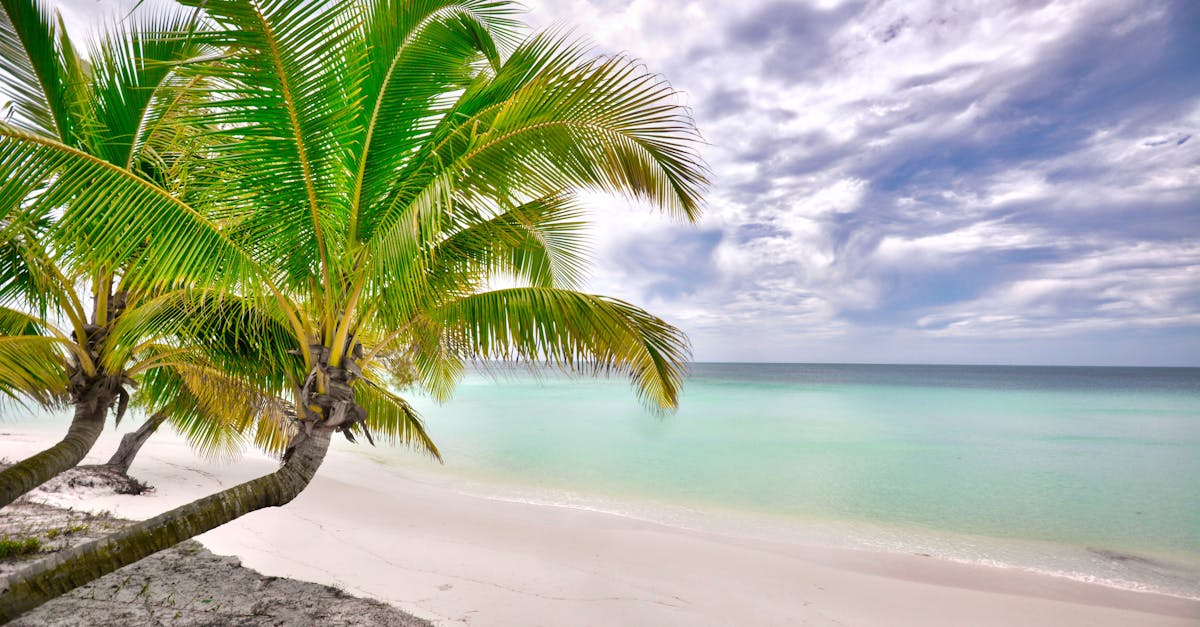 Scenic beach view with vibrant palm trees and clear sky in Sihanoukville, Cambodia.