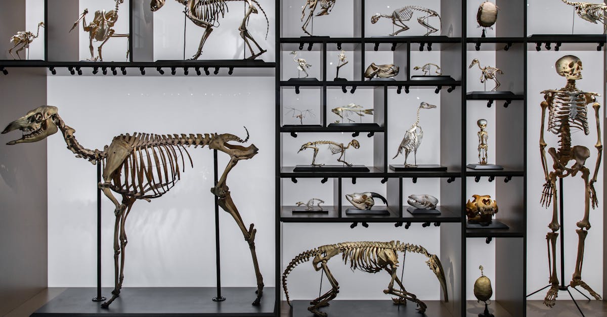 A diverse collection of animal and human skeletons displayed in a museum setting.