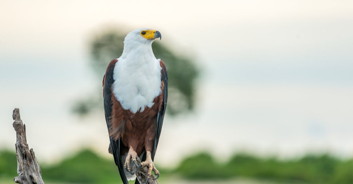 Close-up of African Fish Eagle on a branch in natural habitat, showcasing wildlife elegance.