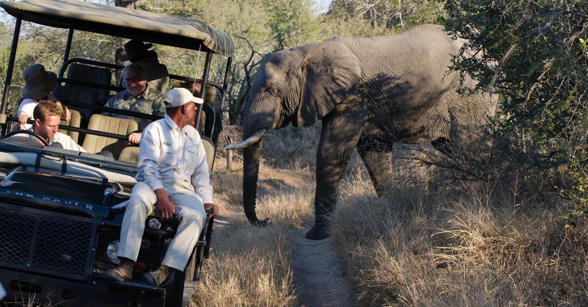 Close-up of a safari group encountering an African elephant in MP, South Africa.