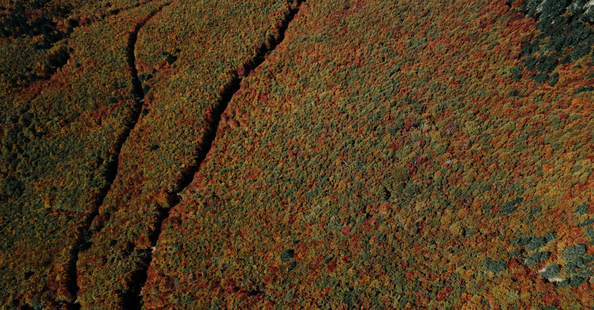 Aerial shot showcasing the colorful autumn foliage in a vast forest.
