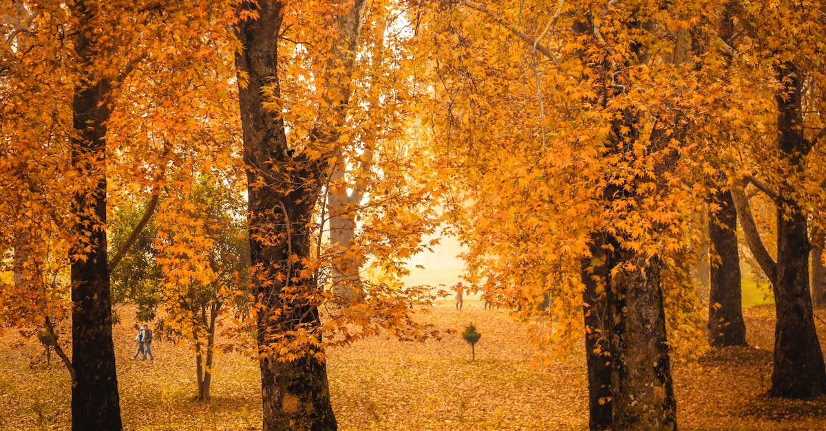 A serene autumn landscape with golden leaves covering the forest floor.