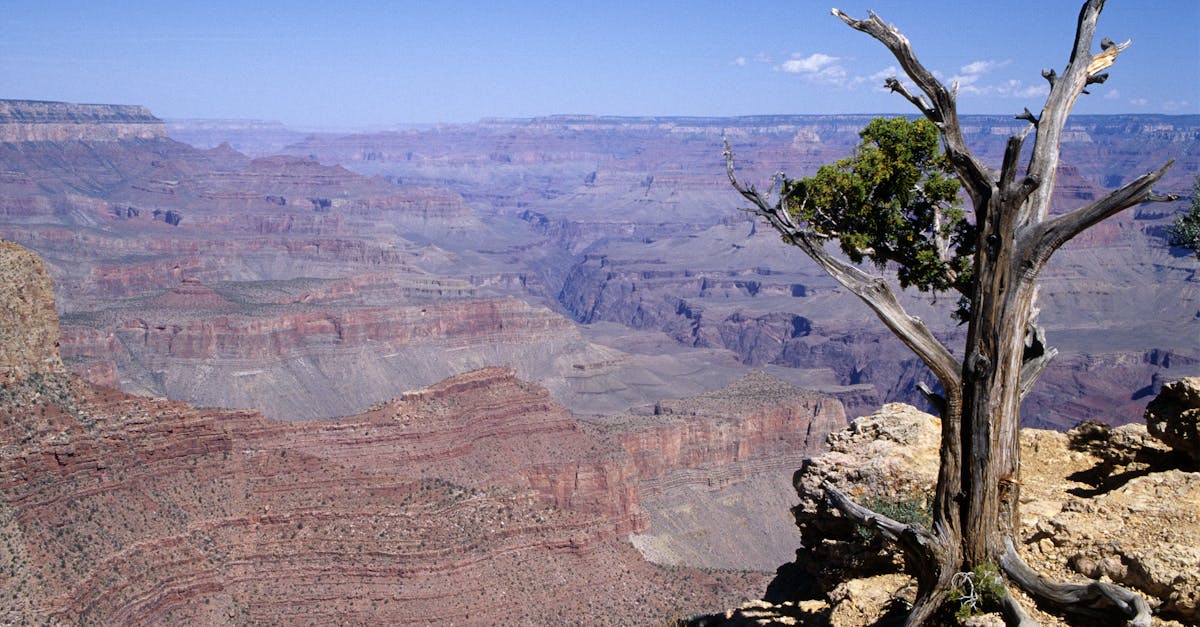 Breathtaking view of the Grand Canyon showcasing a lone tree, rich in colors and textures under clear blue skies.