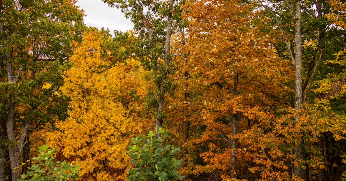 Capture the essence of fall with vibrant yellow and orange foliage in a dense forest setting.