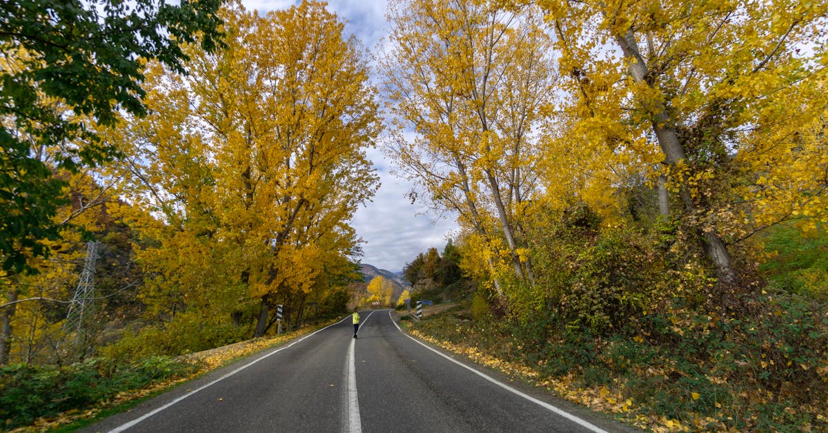 Scenic autumn road with vibrant yellow trees in Şavşat, Artvin, Türkiye, perfect for tranquil travel moments.