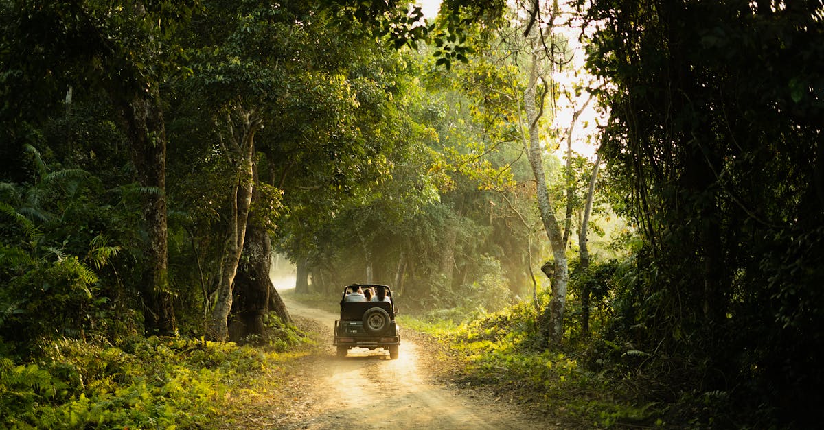 A jeep navigates a serene forest path during sunset, creating an adventurous ambiance.