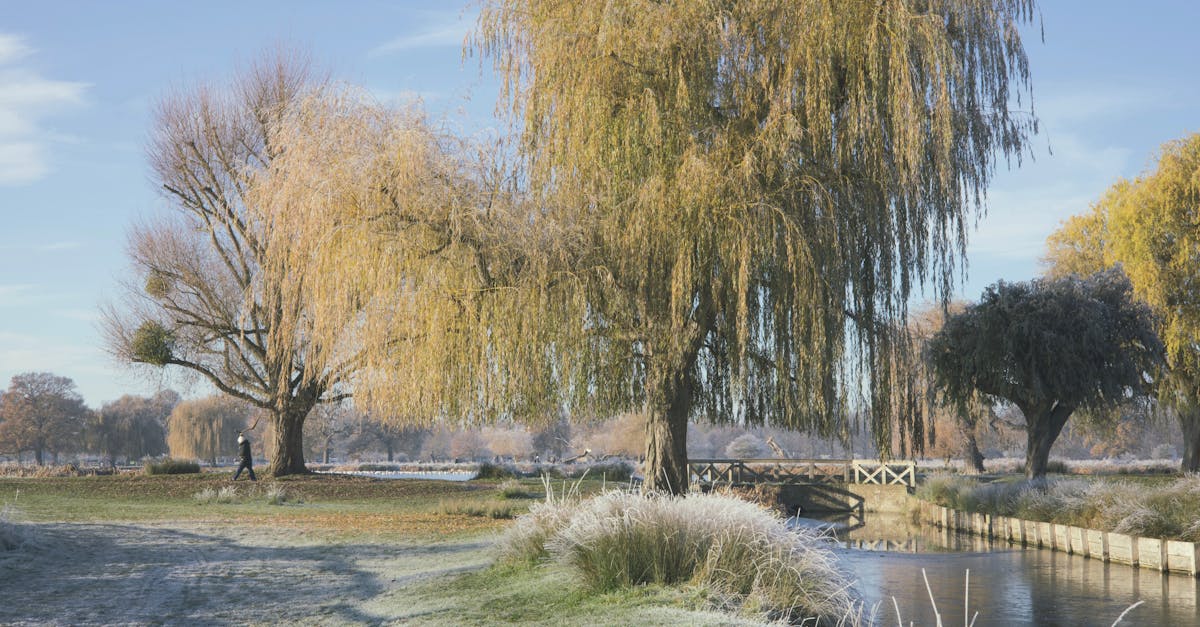 Peaceful winter scene with willow trees by a river, showcasing frosty charm.