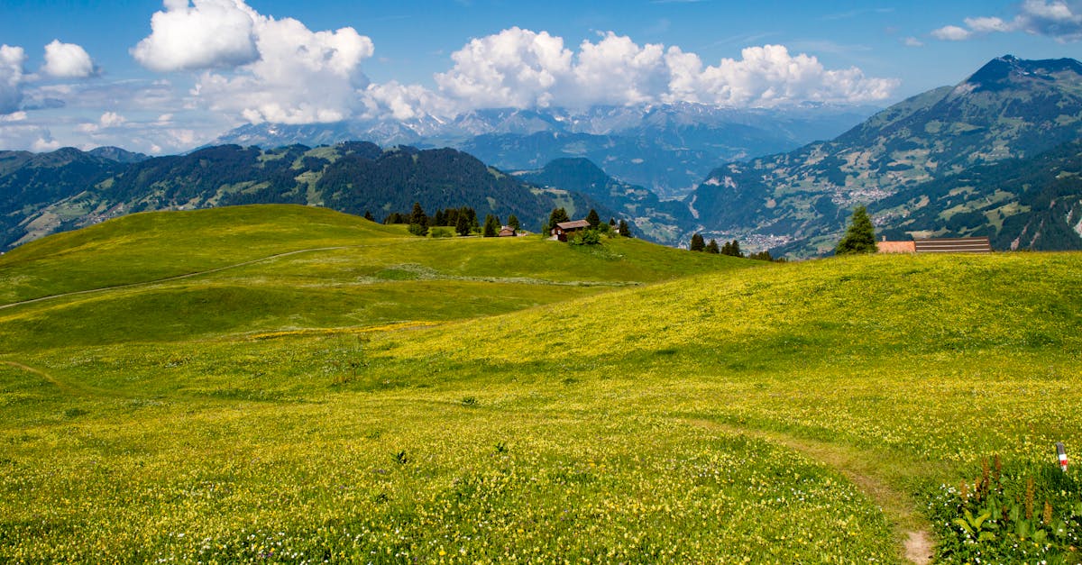 Explore the beauty of a lush mountain meadow under a bright blue sky, ideal for nature lovers.