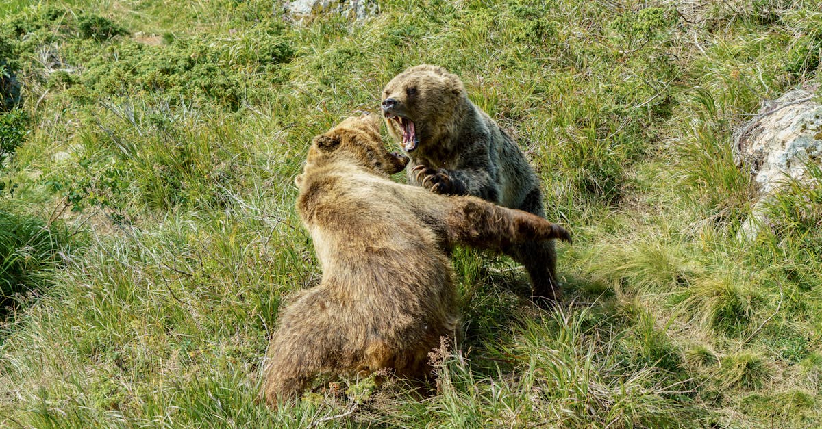 Action-packed scene of two grizzly bears fighting in a grassy field.