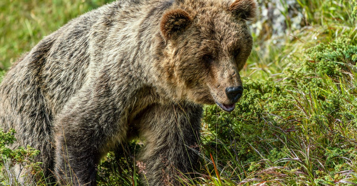 A detailed view of a grizzly bear roaming in the wilderness, surrounded by lush greenery.