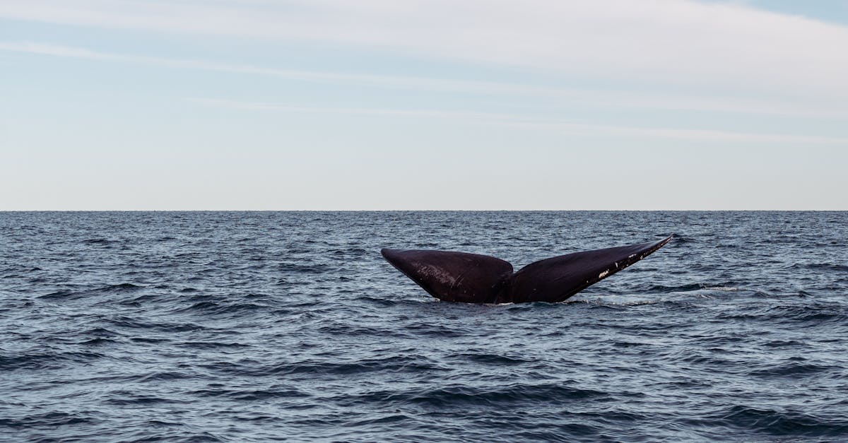 third_section_image_data.image_alt