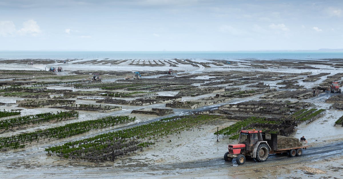Aerial view of oyster farms and tractors on the coast of Brittany, France.