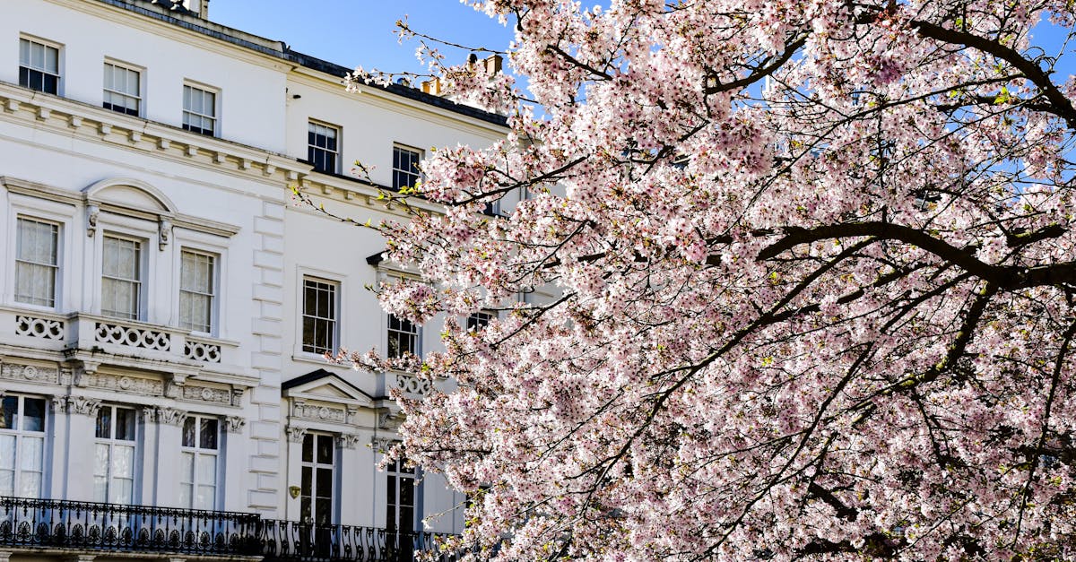 Cherry blossoms bloom next to a classic building facade on a sunny spring day.