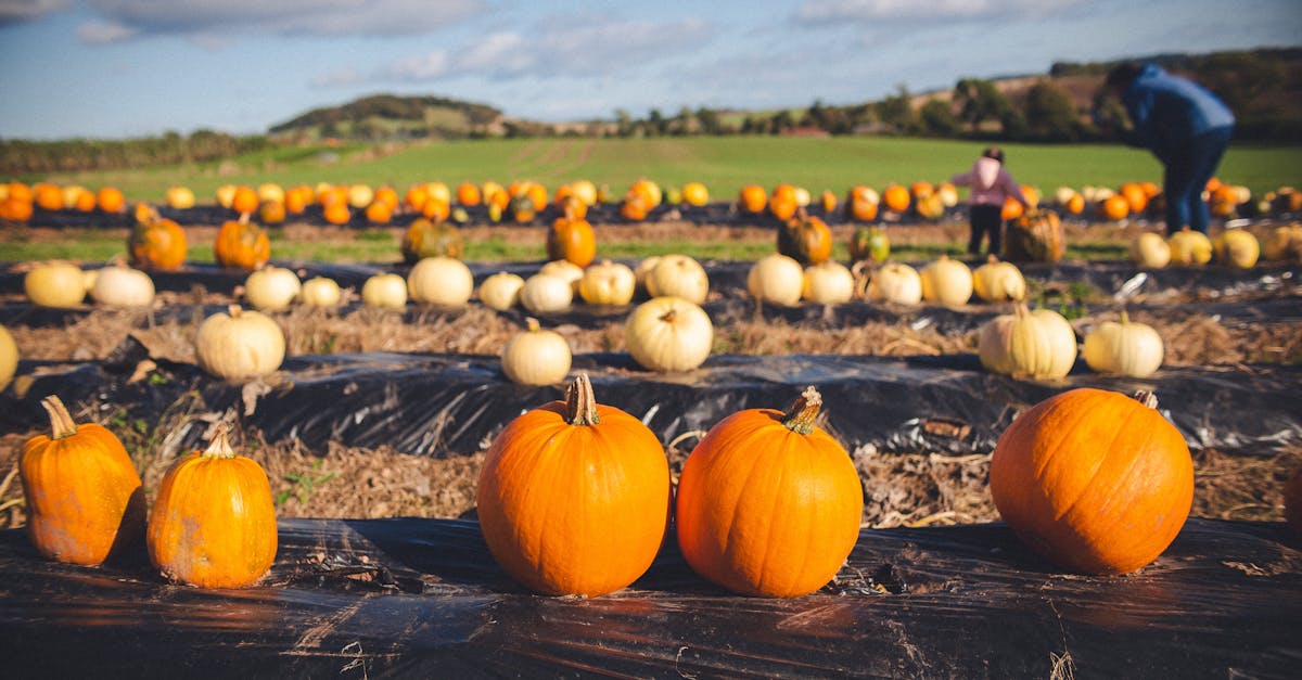 Explore a vibrant pumpkin patch on a crisp autumn day in rural Scotland, perfect for seasonal imagery.