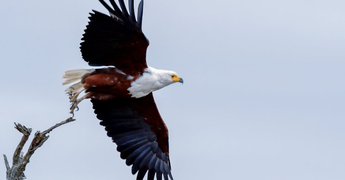 Capture of an African Fish Eagle soaring with wings fully spread.
