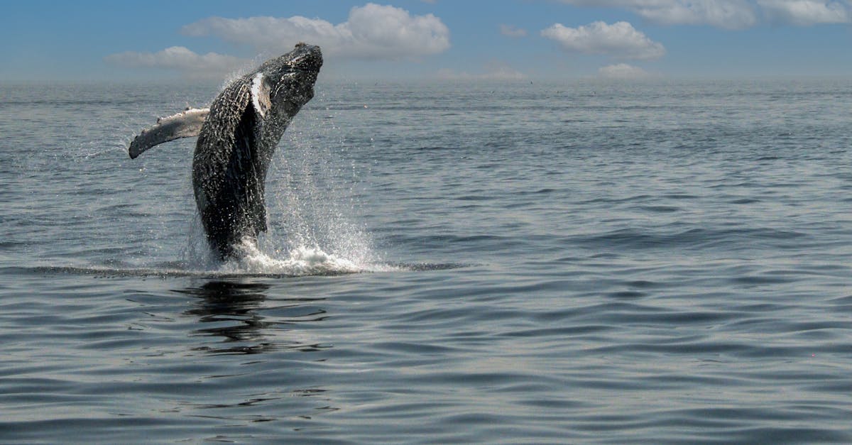 A humpback whale majestically breaches the ocean surface against a serene seascape backdrop.