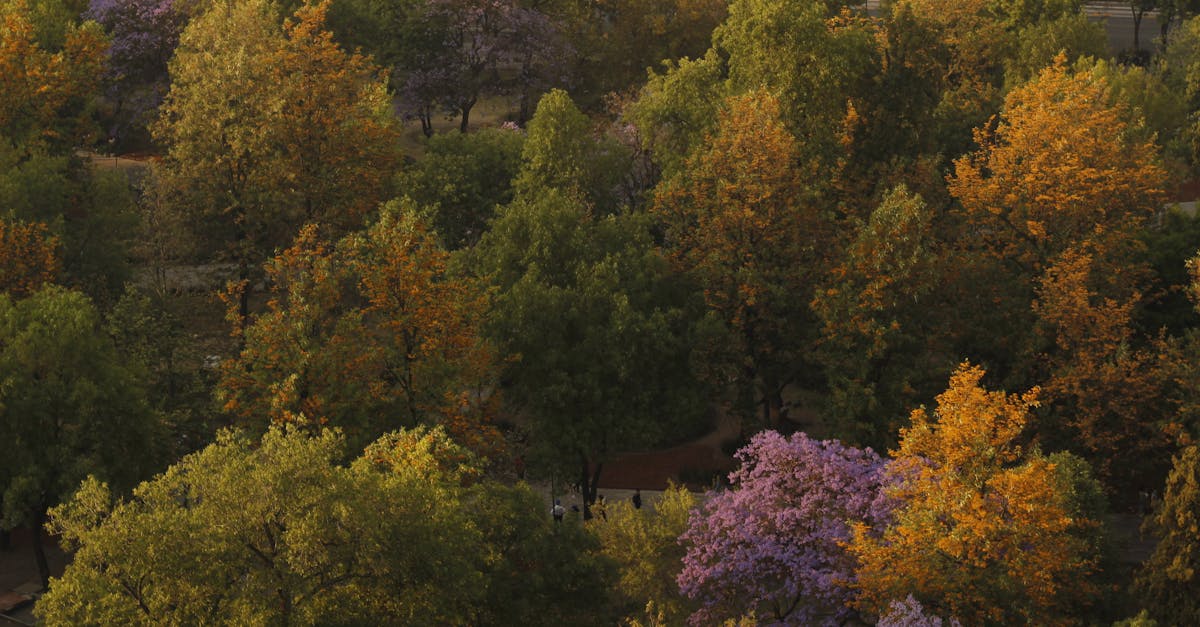 Captivating aerial view of a forest with vibrant autumn foliage showcasing diverse tree colors.