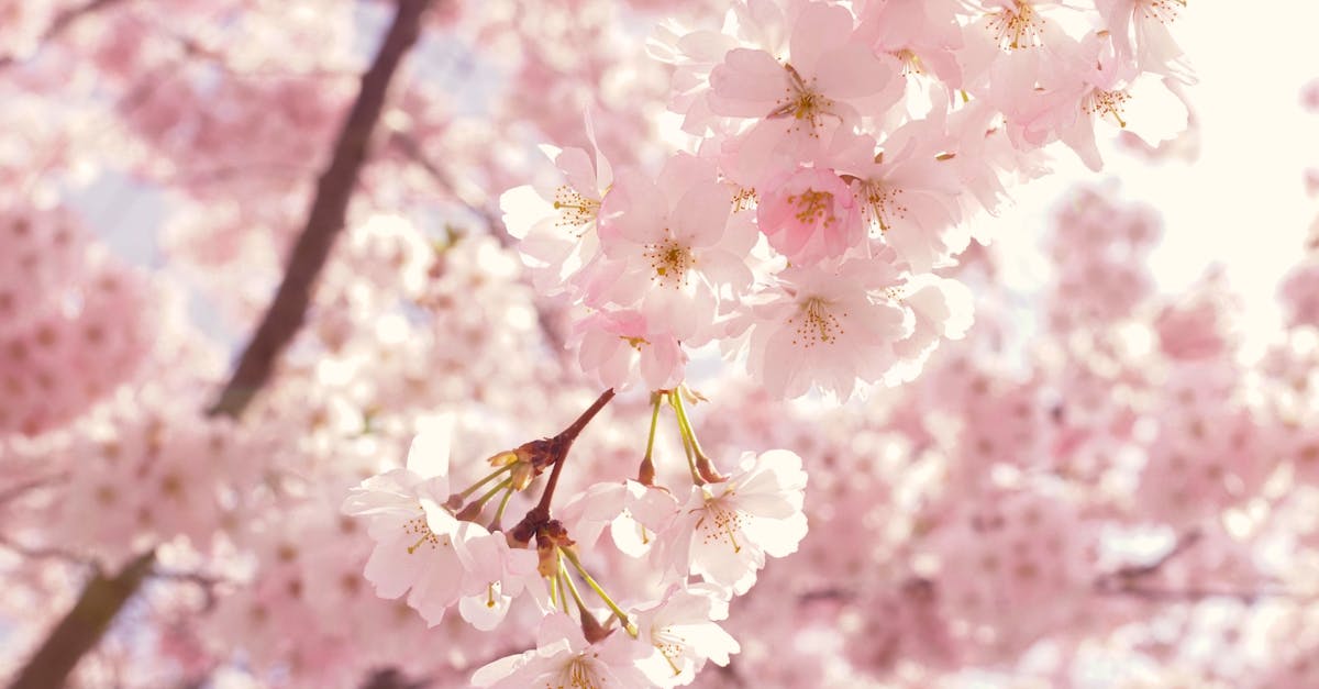 Captivating cherry blossoms in full bloom, creating a breathtaking springtime scene.