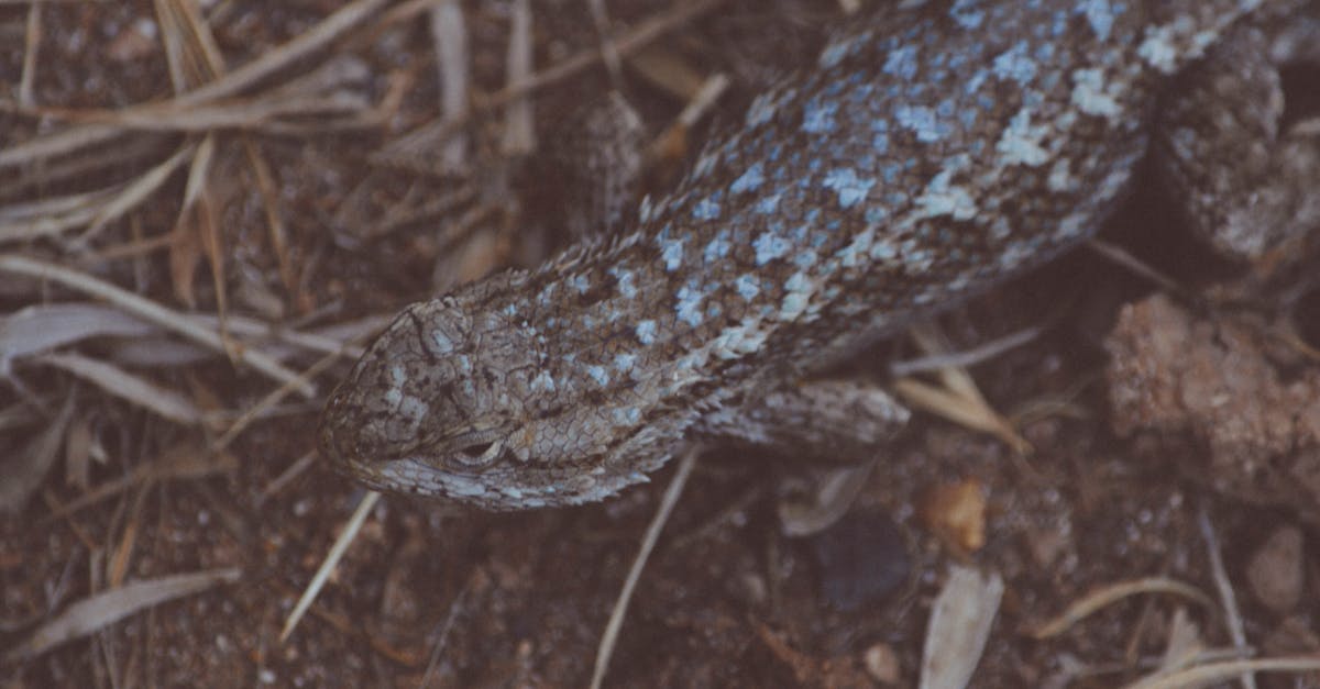 A detailed close-up of a lizard on a natural ground covering of dry leaves.