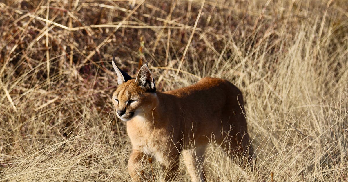 A caracal stands majestically in a sunlit grassland, showcasing its wild beauty.