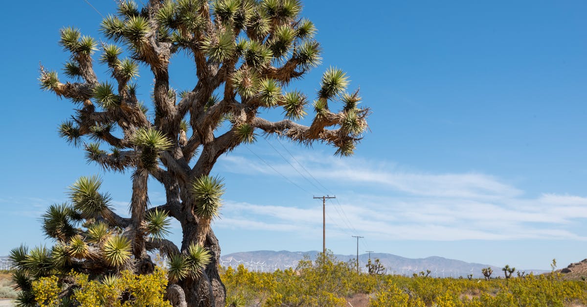 A magnificent Joshua Tree in the arid landscape of Reefer City, California, USA.