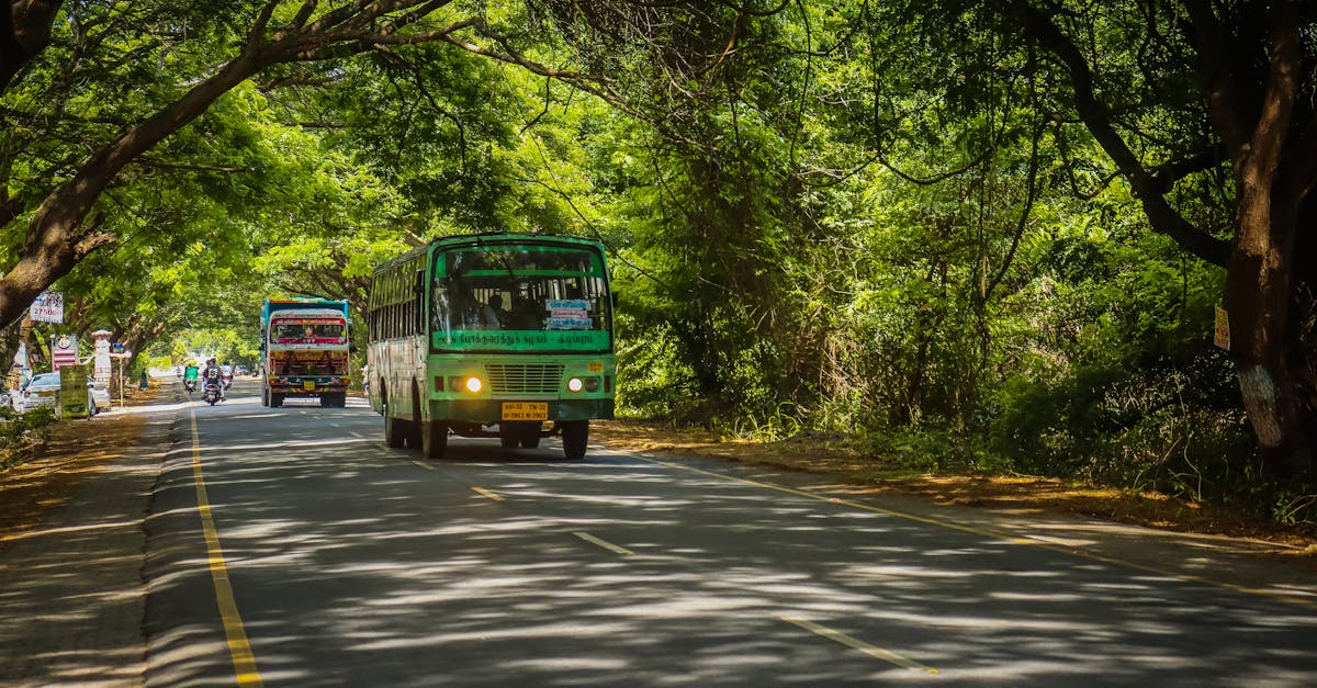 A green bus drives on a tree-covered road, showcasing rural transportation and nature.