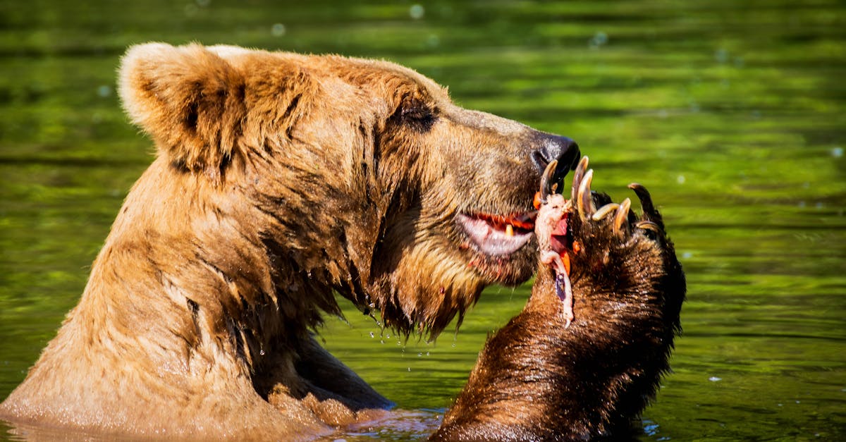 Close-up of a grizzly bear feeding in a river, showcasing wildlife in Alaska.