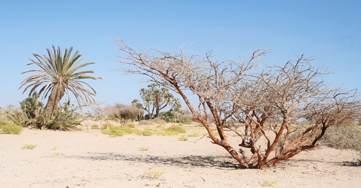 A vast desert landscape featuring acacia and palm trees under a clear blue sky.
