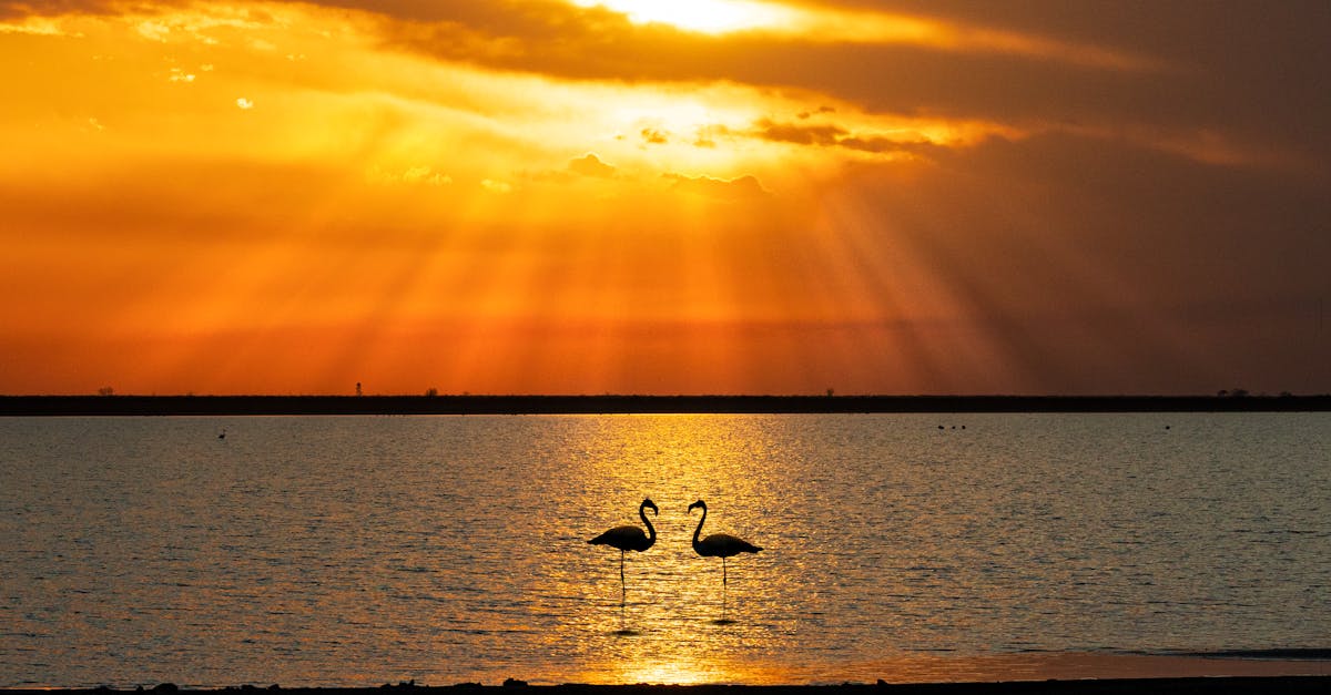 Two flamingos wading in a tranquil lake at sunset, surrounded by vibrant orange and yellow sky.