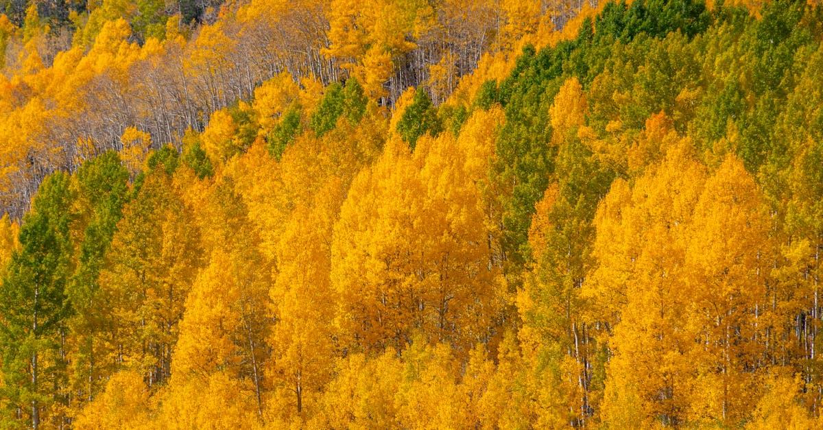 Beautiful fall aspen forest with golden leaves, showcasing nature's vivid seasonal transformation.