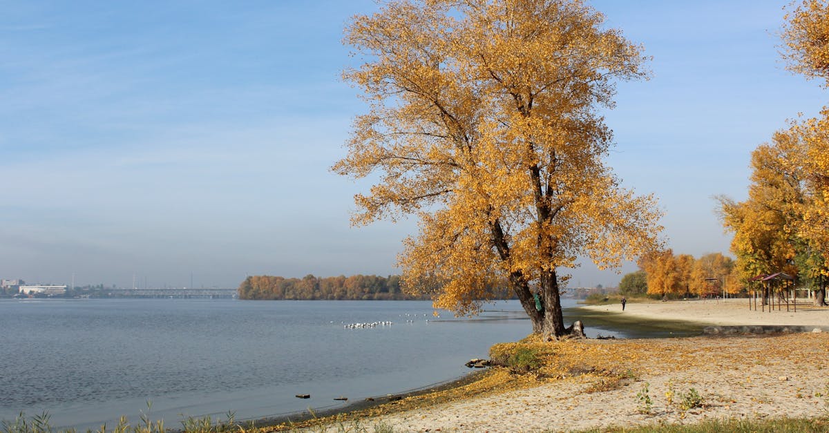 Serene autumn scene by the lakeside with golden trees and clear sky.