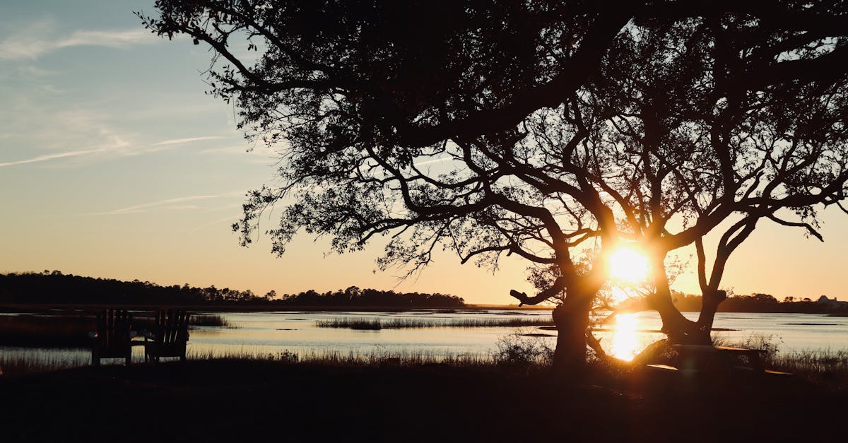 Beautiful sunset over Charleston marshes with silhouette of trees and water reflections.