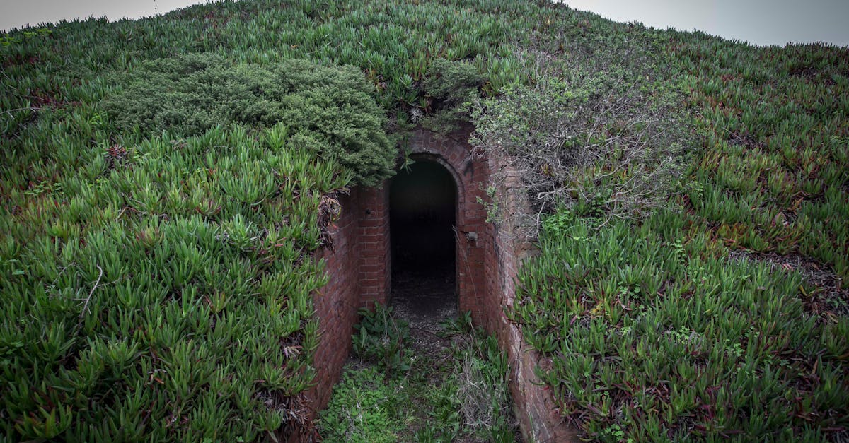 Explore a hidden entrance surrounded by lush greenery and mystery.