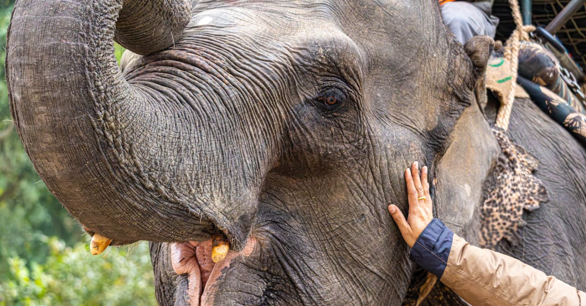 Close-up of a person touching an elephant's trunk, showcasing gentle human-animal interaction.