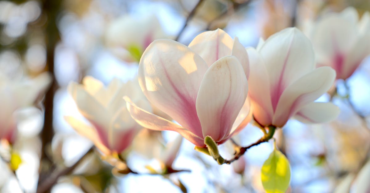 White and pink magnolia flowers blooming in the spring sunlight, showcasing nature's beauty.