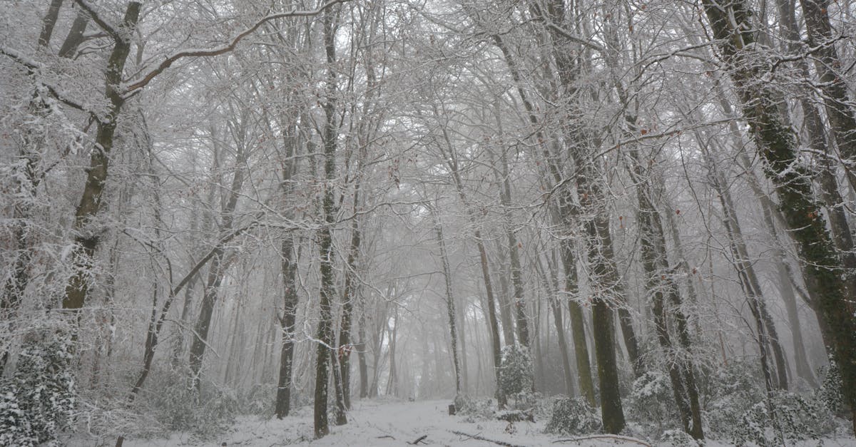 A tranquil snow-covered path through a deep winter forest creates a serene and peaceful atmosphere.