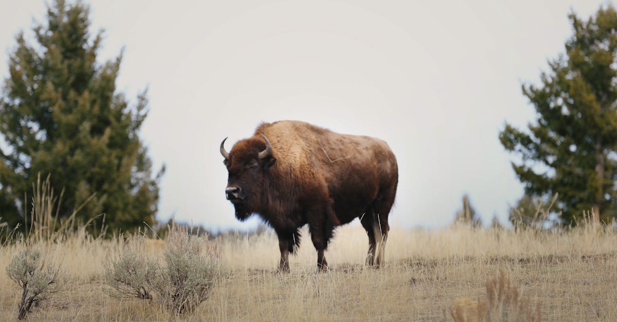 A majestic bison stands proudly in the plains of Yellowstone National Park, USA.
