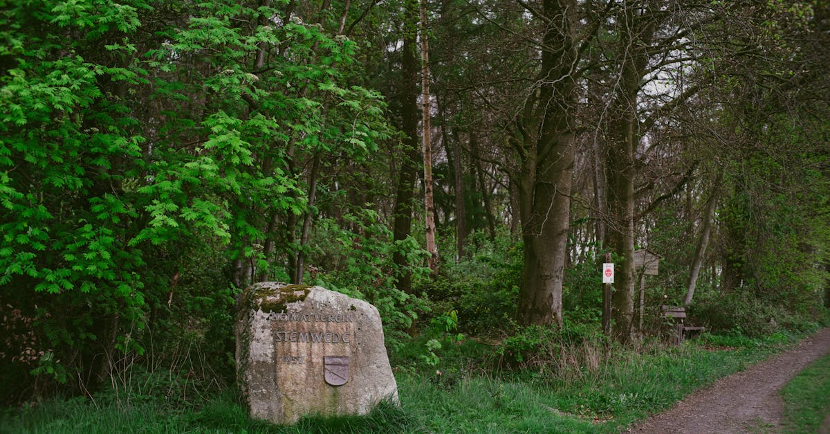 A tranquil forest scene featuring a stone marker and lush greenery along a dirt path.