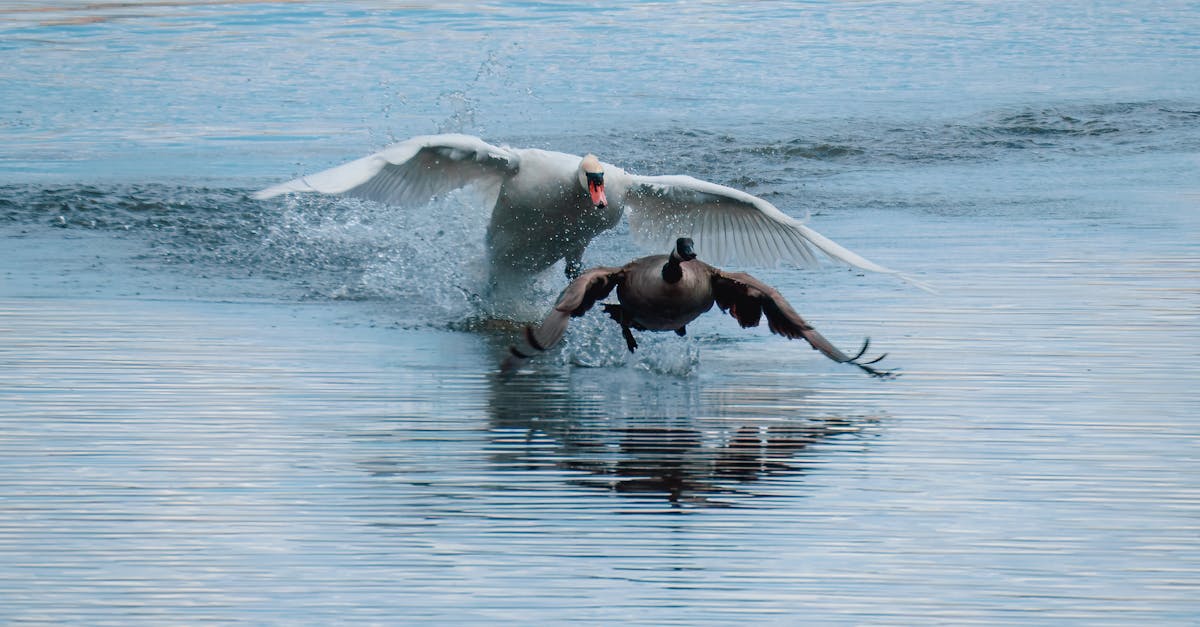 Captivating scene of a swan chasing a goose across a serene lake showing nature's dynamic interactions.