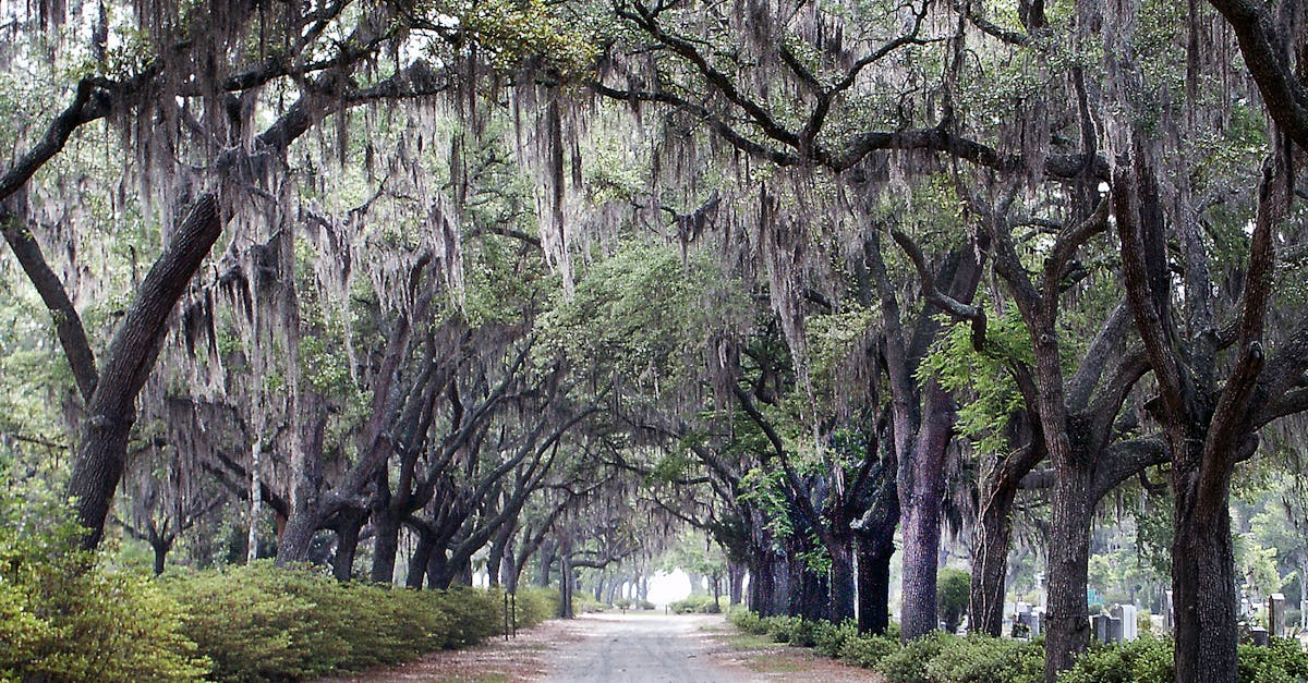 Quaint oak-lined road under Spanish moss in Savannah's historic Bonaventure Cemetery on a calm day.