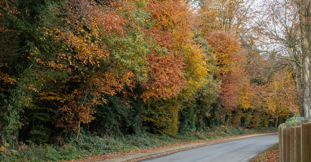 A quiet road surrounded by colorful autumn trees showcasing fall's vibrant foliage.