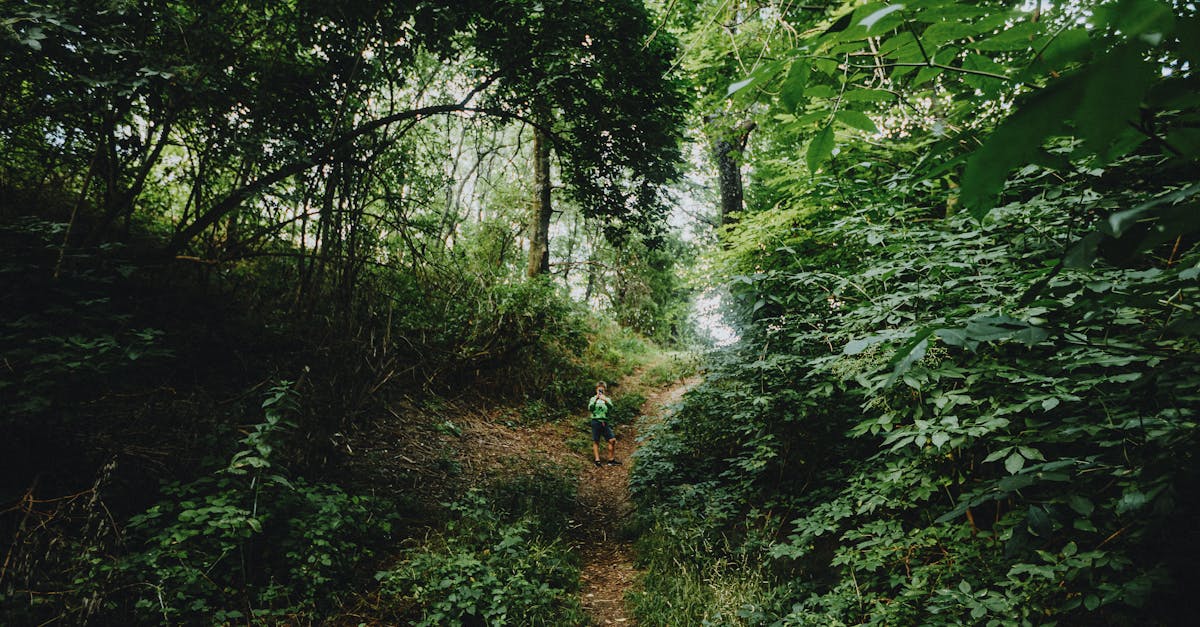 A child walks alone on a lush forest trail, surrounded by vibrant green trees.
