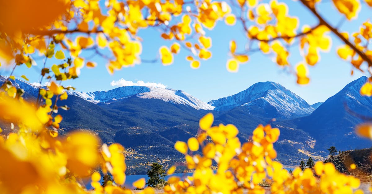 Vibrant autumn scene with golden aspen leaves framing snow-capped Rocky Mountains in Salida, Colorado.